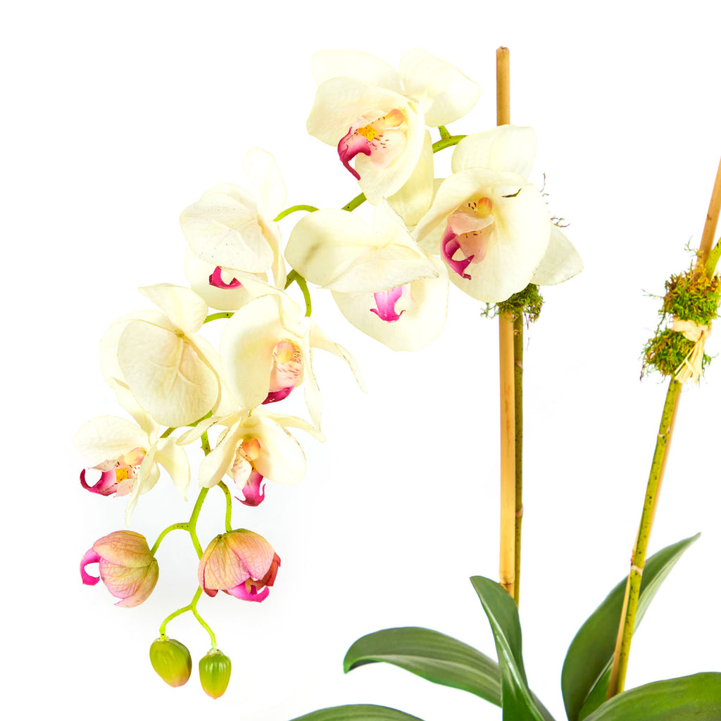 White Orchids in Mirror Box Planter