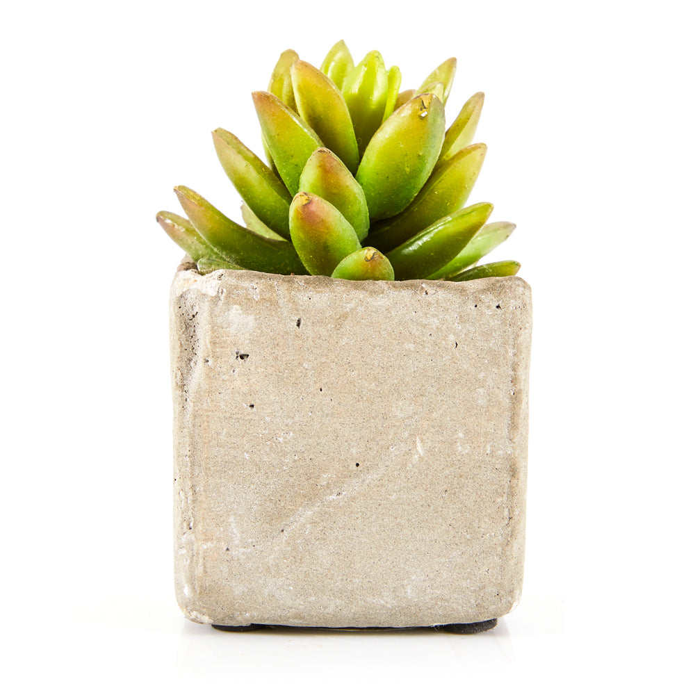 Tan Small Square Cement Pot with Succulent (A+D)