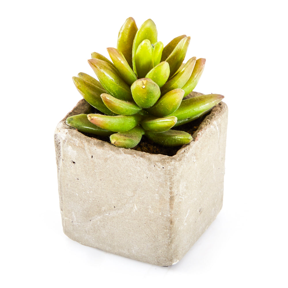 Tan Small Square Cement Pot with Succulent (A+D)