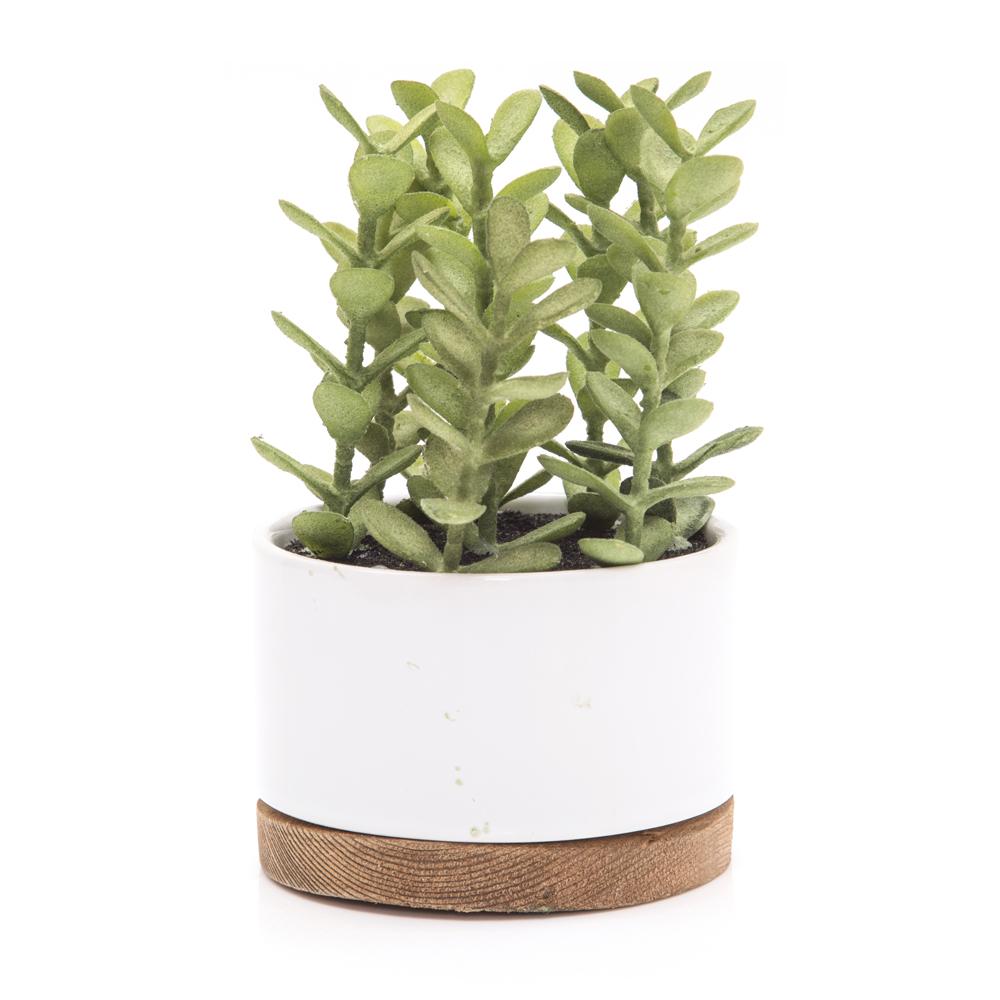 White Ceramic Pot with Succulent (A+D)