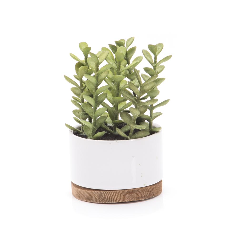 White Ceramic Pot with Succulent (A+D)