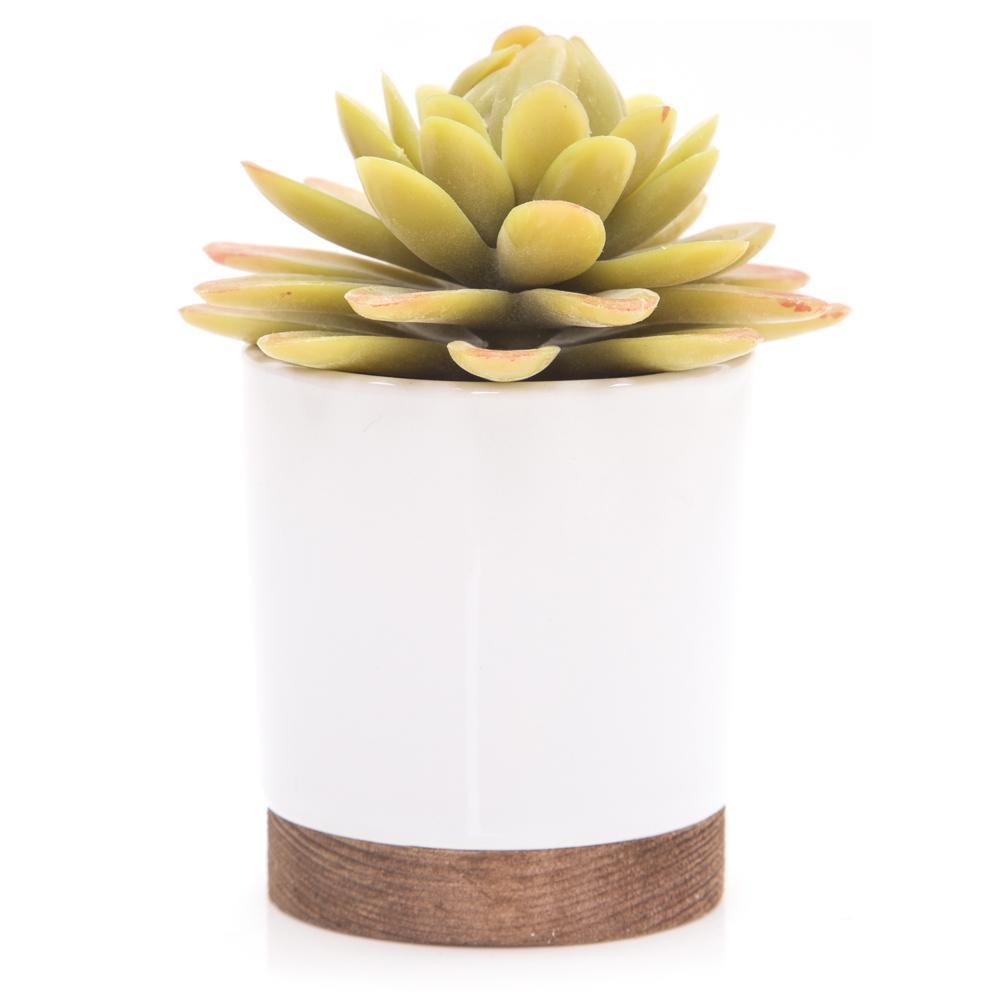 White Ceramic Pot with Succulent Small (A+D)