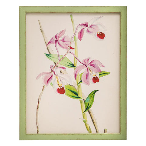 0994 (A+D) Orchid Green G