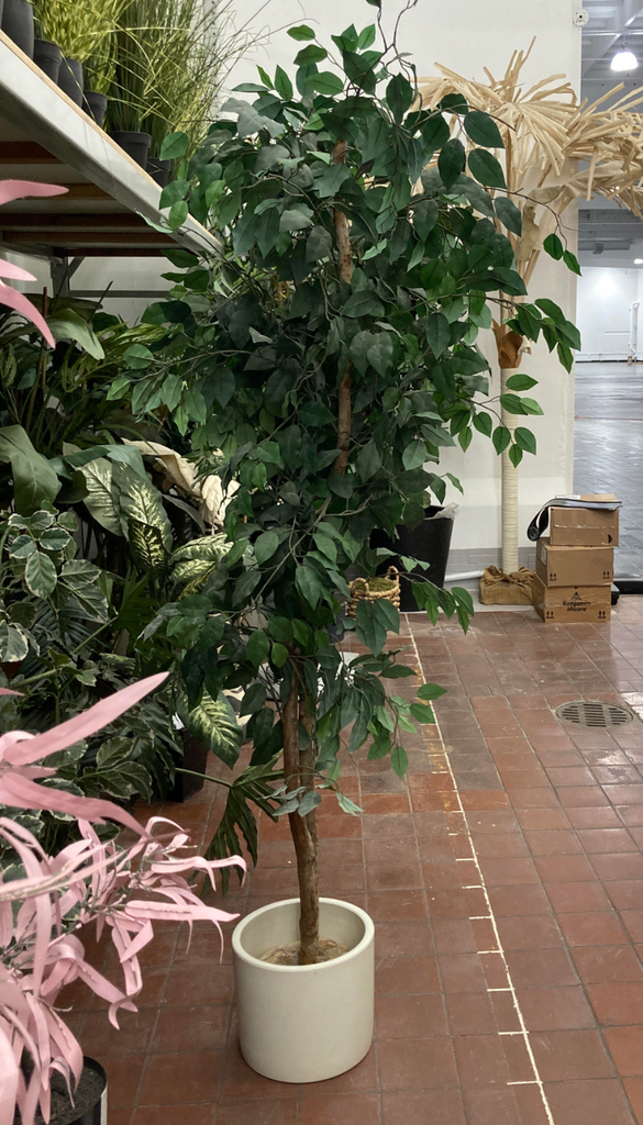Large Faux Ficus Tree in White Planter