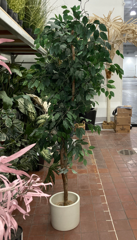Large Faux Ficus Tree in White Planter