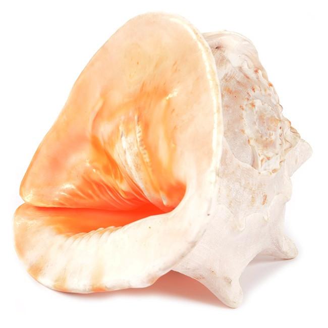 Peach Sea Shell Large (A+D)
