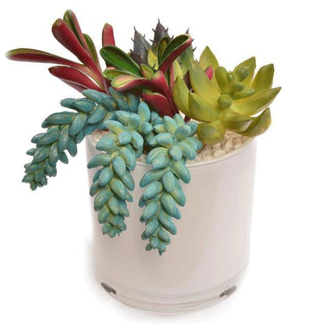 White Ceramic Vase with Succulent (A+D)